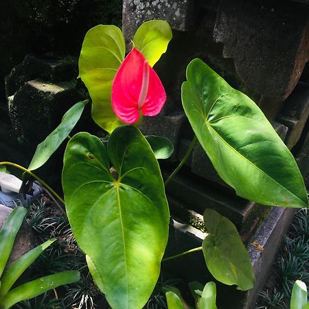 Tungeh Inn Ubud Kültér fotó