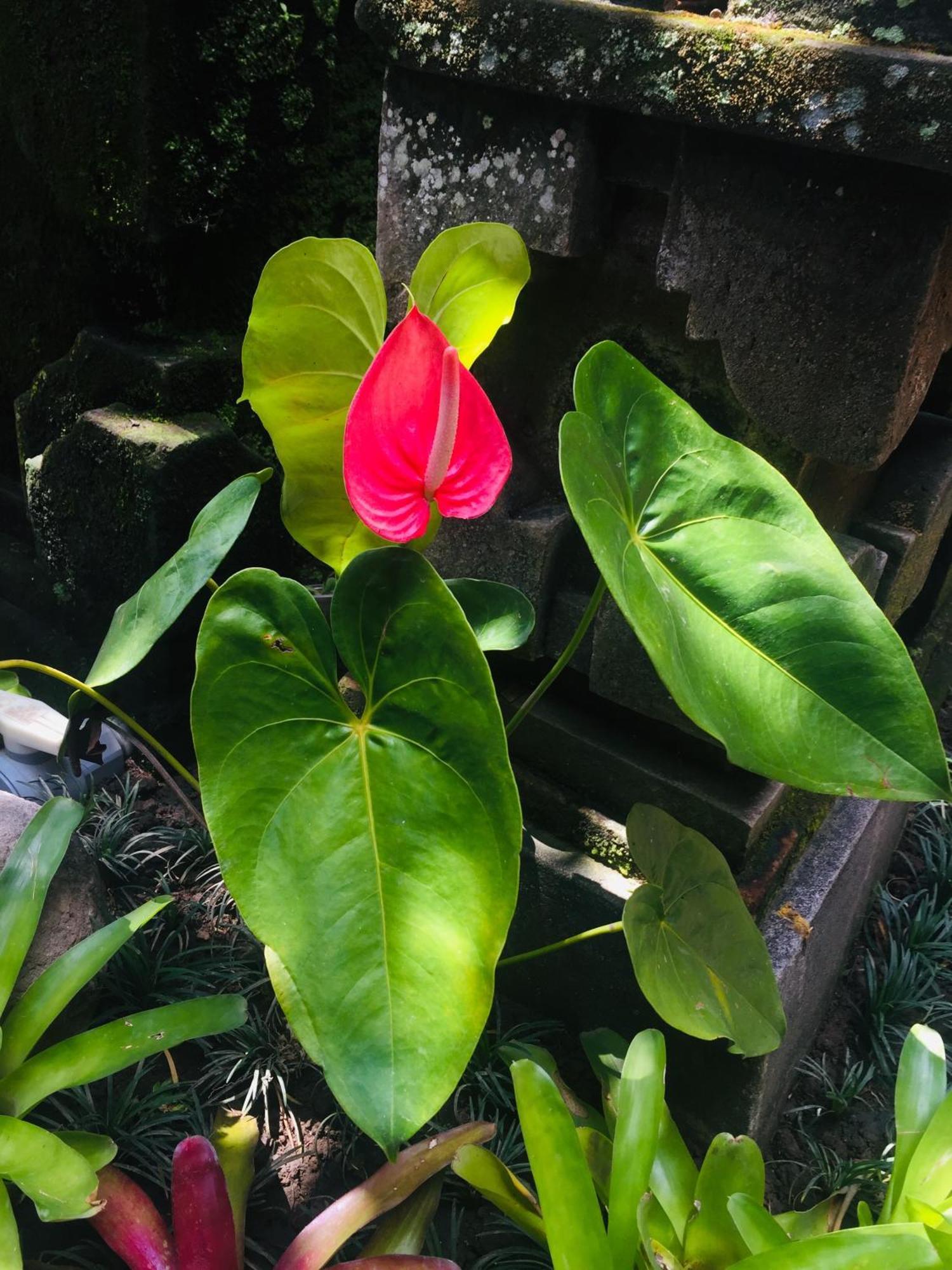 Tungeh Inn Ubud Kültér fotó